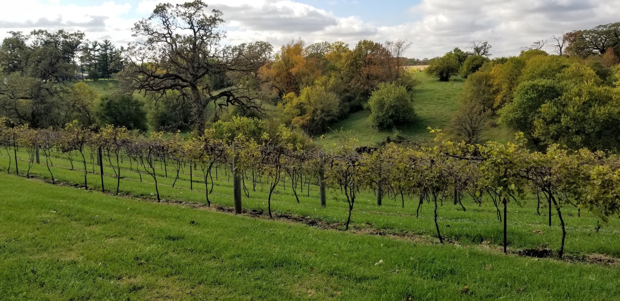Old Oaks Winery